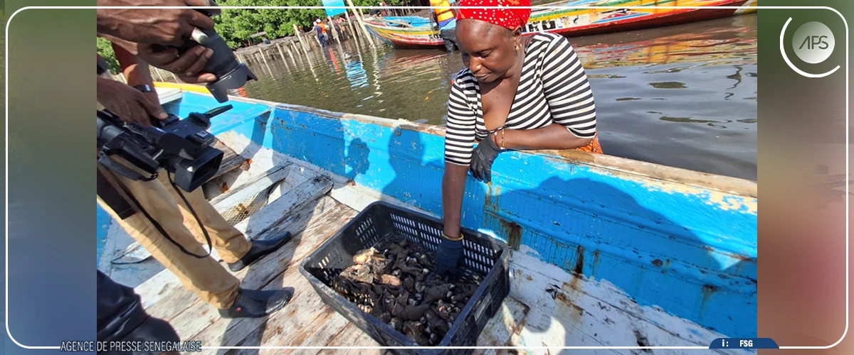 Toubacouta : vers la mise en service du bassin de dégorgement des huîtres de Nema Bah