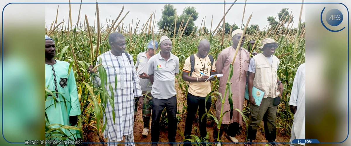Kaffrine : les producteurs espèrent de très bons rendements agricoles