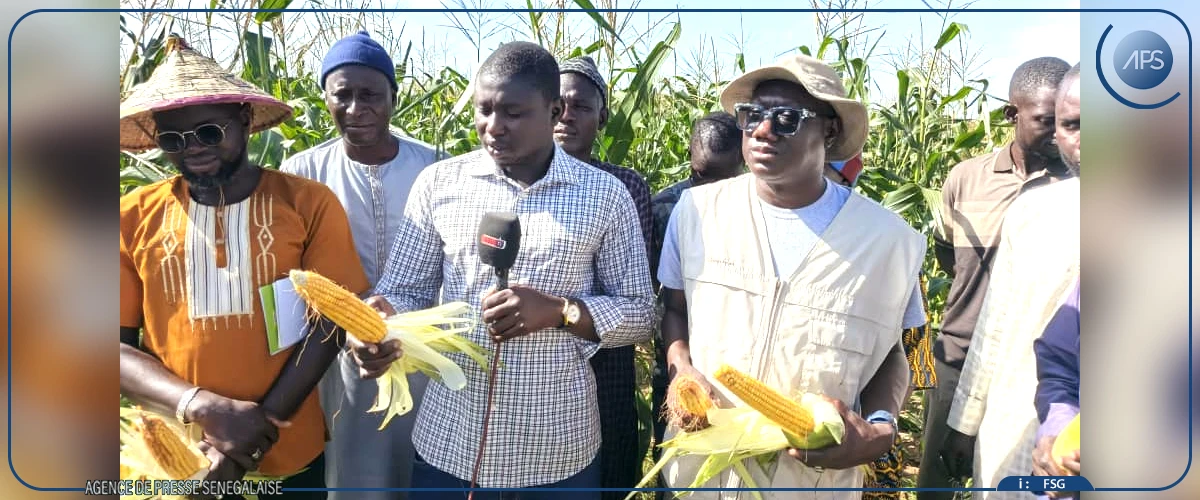 Kaffrine : les producteurs espèrent de très bons rendements agricoles