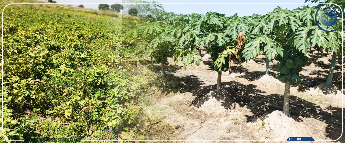 Mabouba Diagne évoque "l’importance stratégique'' de la maîtrise de l’eau pour développer l'agriculture