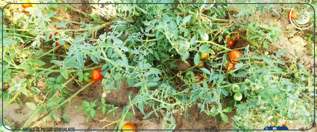 Mbacké : des horticulteurs de Sadio craignent pour leurs activités en raison d'une pénurie d'eau