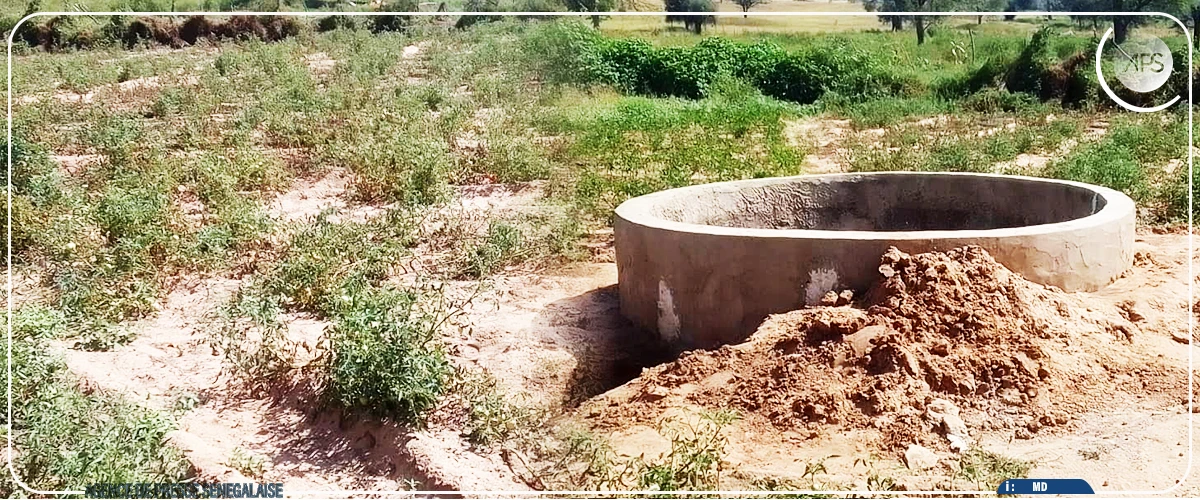 Mbacké : des horticulteurs de Sadio craignent pour leurs activités en raison d'une pénurie d'eau