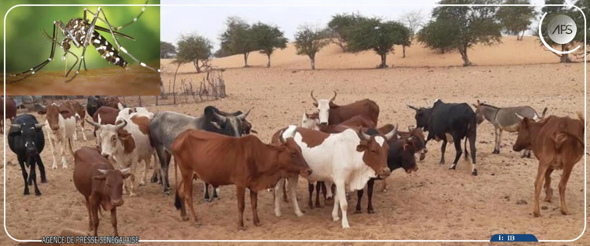 Fièvre de la vallée du Rift : Diourbel en alerte, son dispositif de surveillance renforcé