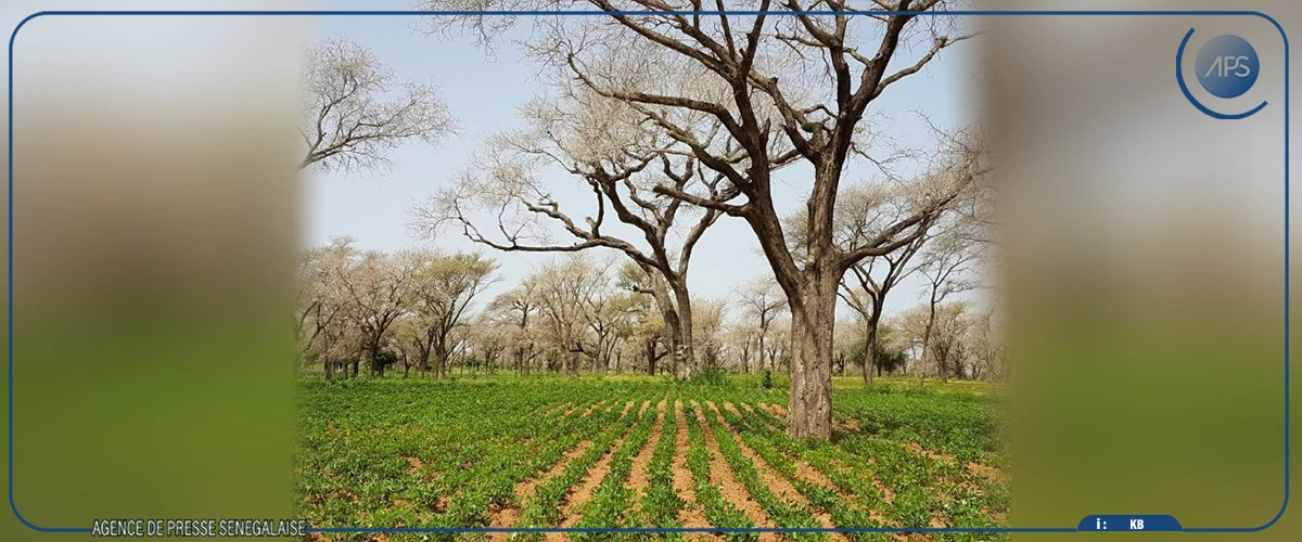 Niakhar : des innovations agroforestières pour renforcer la résilience au changement climatique  