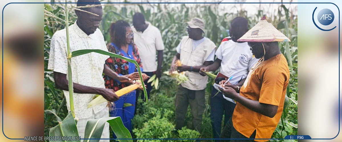 Kaffrine : les producteurs espèrent de très bons rendements agricoles