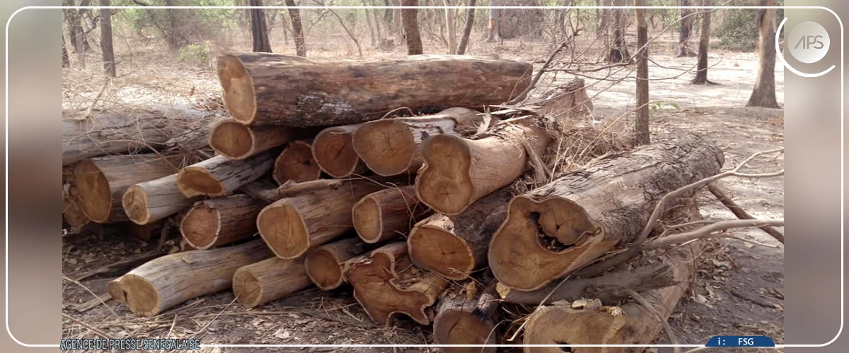 Lutte contre le trafic illicite de bois : l’IREF de Kolda plaide pour plus de moyens