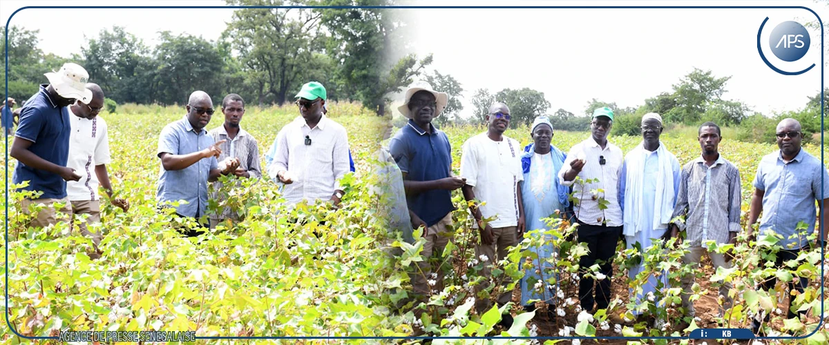 Mabouba Diagne préconise la création d’un pôle agro-industriel à Kédougou