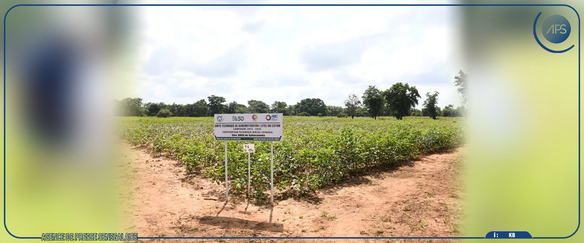 Mabouba Diagne préconise la création d’un pôle agro-industriel à Kédougou