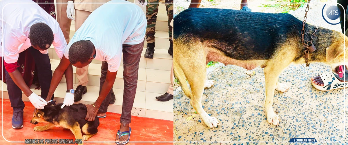 Diourbel : la sensibilisation sur la rage au menu d'une réunion