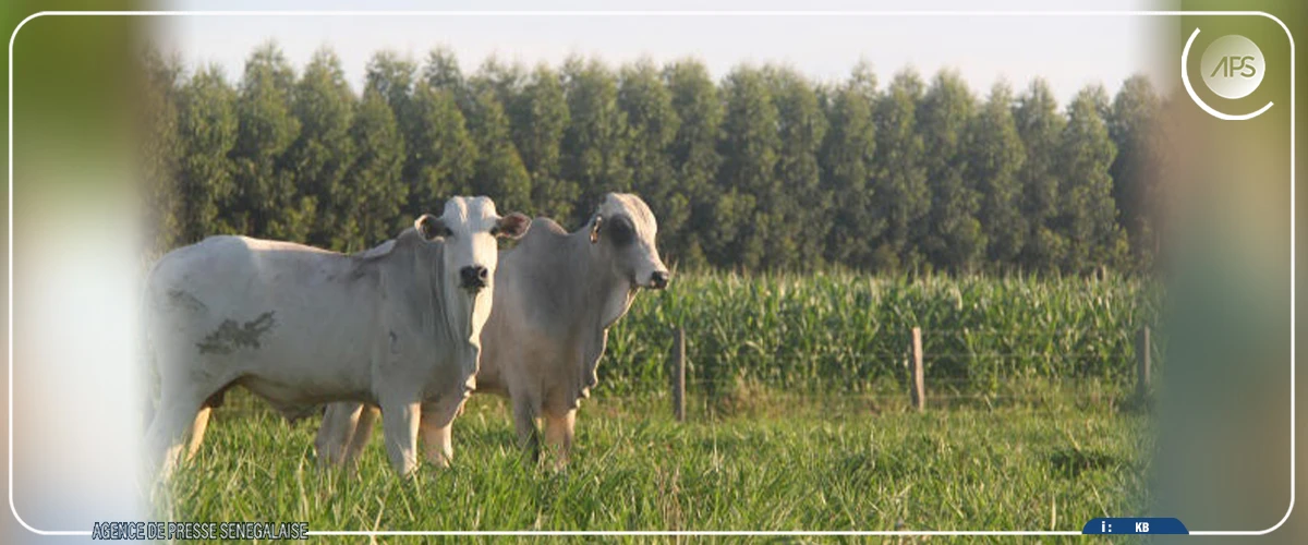 Première réunion du Conseil supérieur d’orientation agrosylvopastorale, jeudi