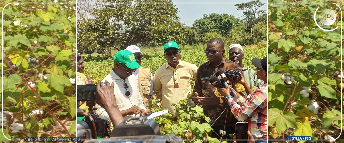 Campagne cotonnière : la SODEFITEX table sur une hausse de production de 60%