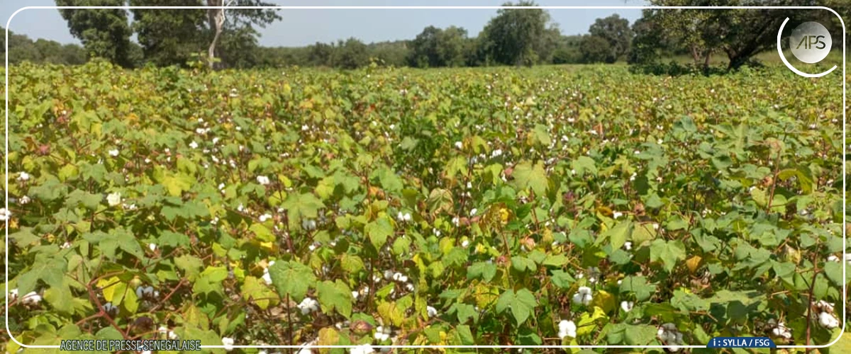 Campagne cotonnière : la SODEFITEX table sur une hausse de production de 60%