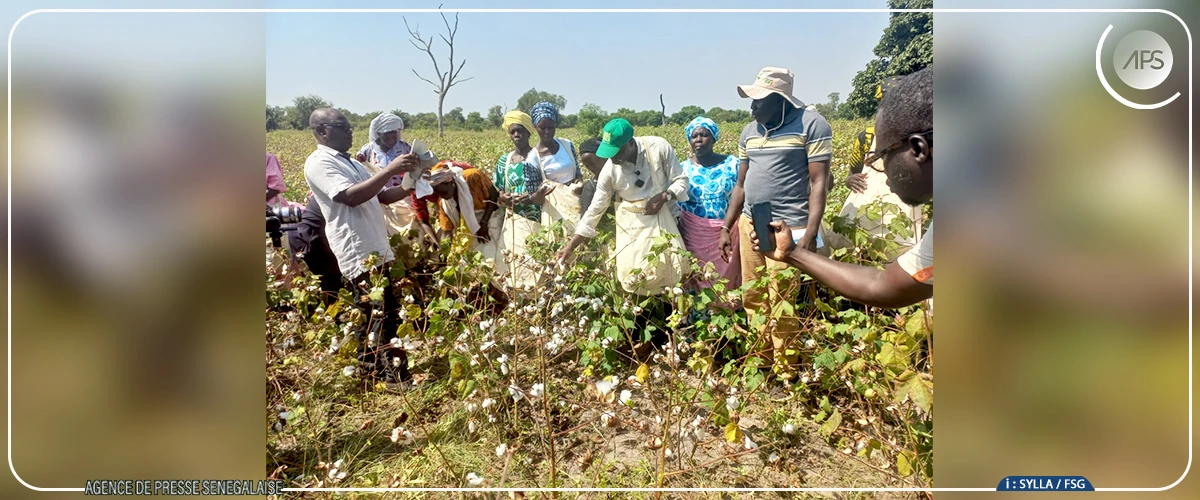 Campagne cotonnière : la SODEFITEX table sur une hausse de production de 60%