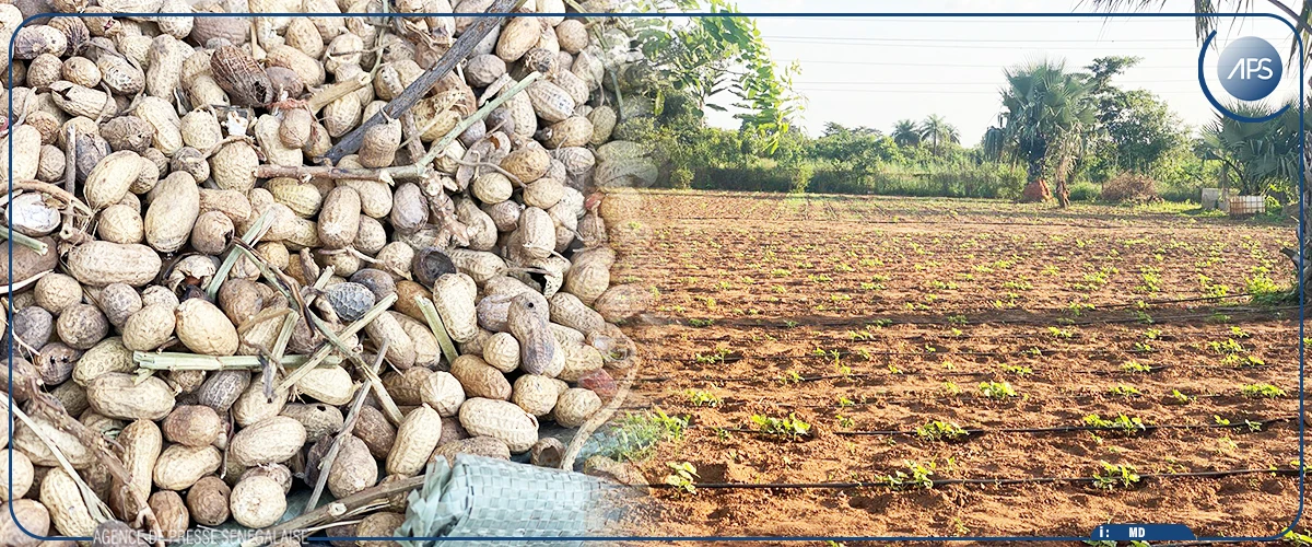 Ziguinchor : les producteurs dans l'attente de productions records, en attendant le défi de la commercialisation