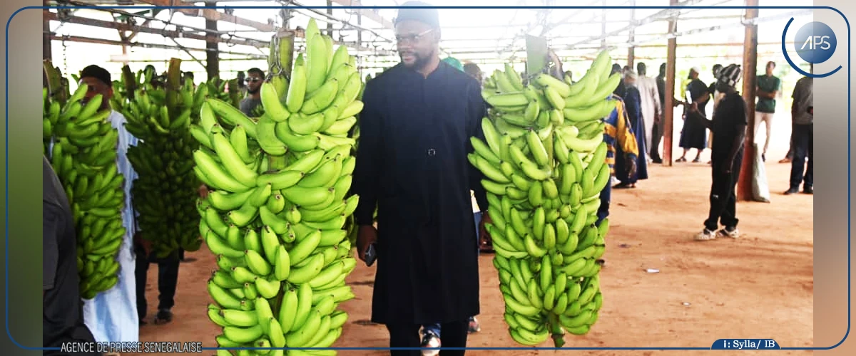 Tambacounda : les producteurs de bananes tirent un bilan satisfaisant du gel des importations