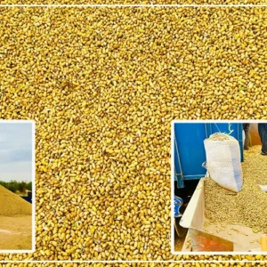 Diourbel : des rendements importants attendus, une hausse du prix de l'arachide espérée