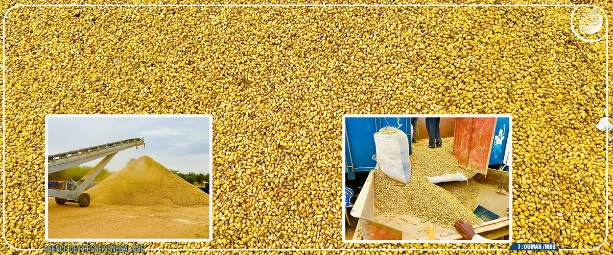 Diourbel : des rendements importants attendus, une hausse du prix de l’arachide espérée