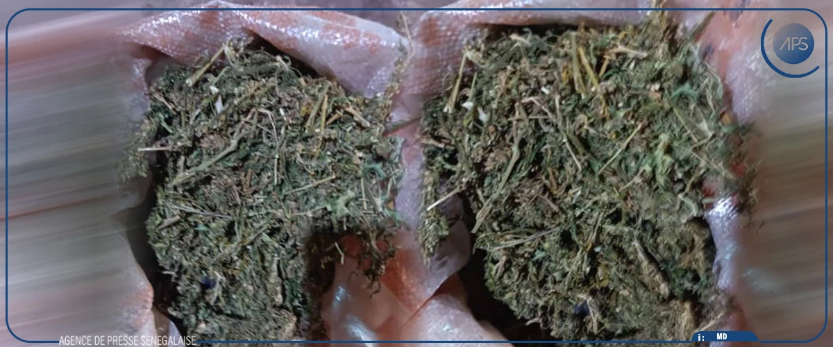 Kafountine : plus de 100 kg de chanvre indien saisis par les gendarmes