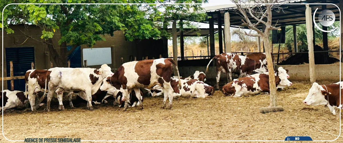 Dagana : un programme sénégalo-luxembourgeois forme 144 jeunes aux métiers de l’agriculture et de l’élevage