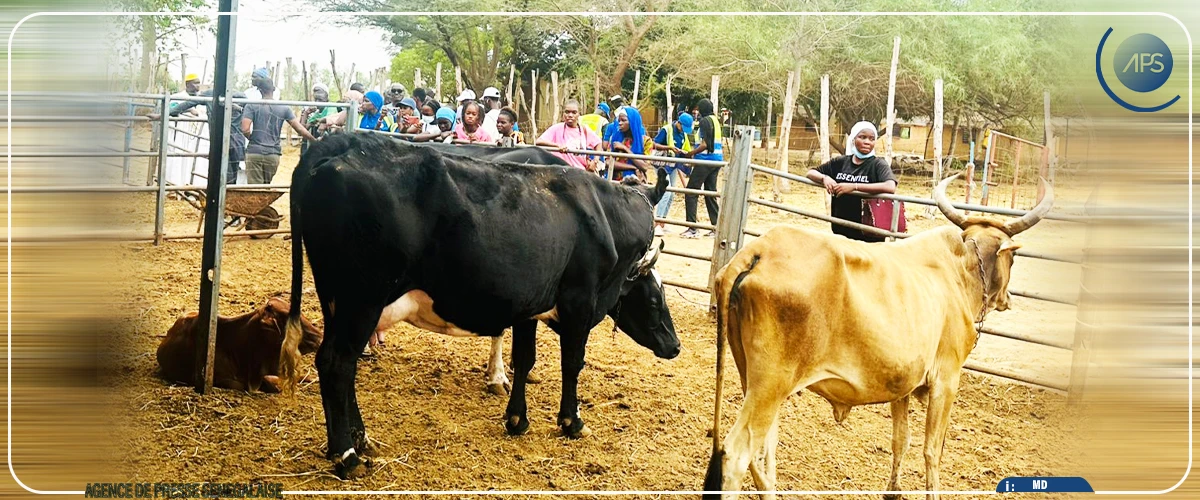 Dagana : un programme sénégalo-luxembourgeois forme 144 jeunes aux métiers de l’agriculture et de l’élevage
