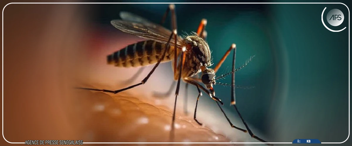 La dengue fait un mort à Ziguinchor, 10 cas relevés