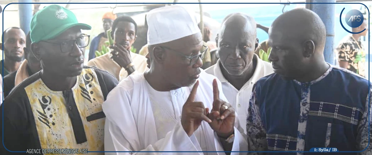 Tambacounda : les producteurs de bananes tirent un bilan satisfaisant du gel des importations