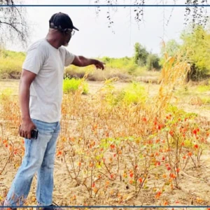 A Bakel, la résilience d'un producteur après la furie des inondations