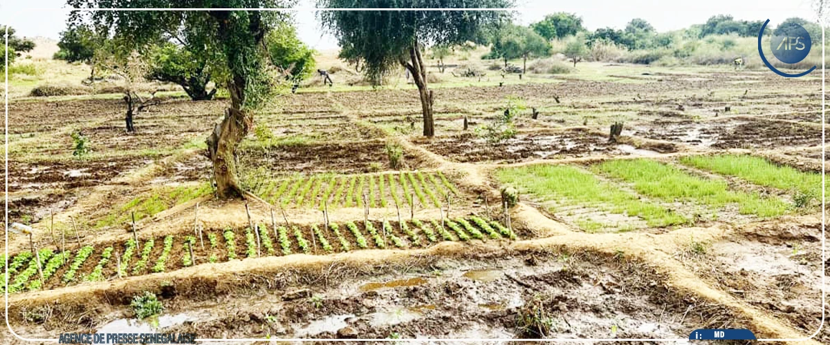 A Bakel, la résilience d'un producteur après la furie des inondations