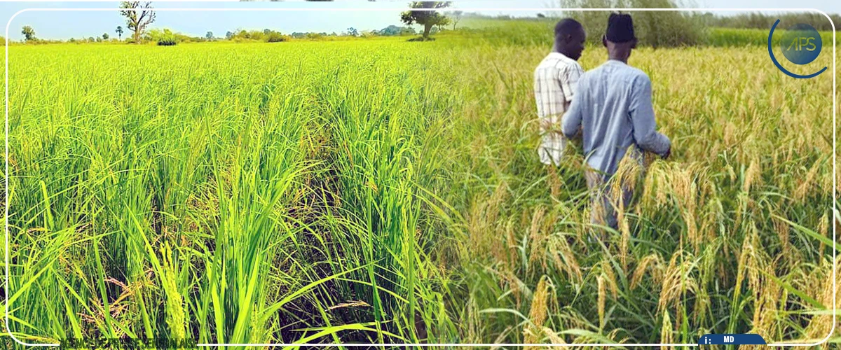 Fatick : plus de 150 hectares de riz emblavés par la mairie de Diagane Barka