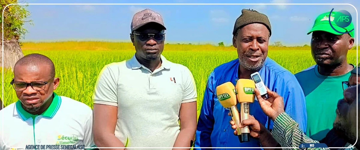 Fatick : plus de 150 hectares de riz emblavés par la mairie de Diagane Barka