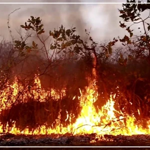 Podor : un feu de brousse ravage plusieurs hectares de végétation entre Ouro Aly et Togan