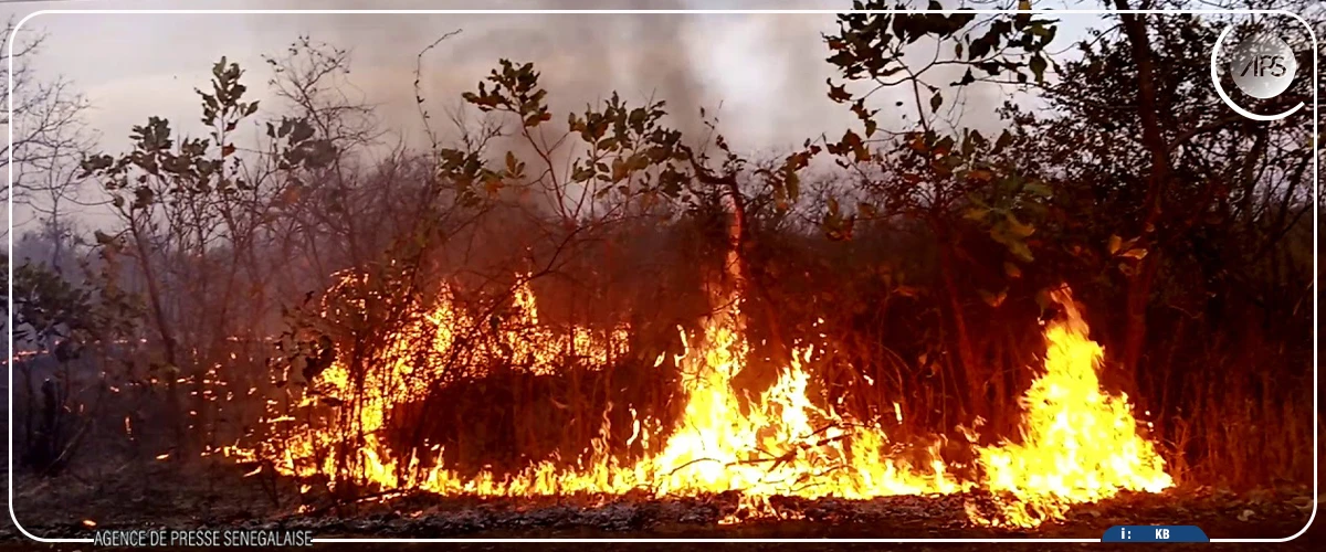 Podor : un feu de brousse ravage plusieurs hectares de végétation entre Ouro Aly et Togan