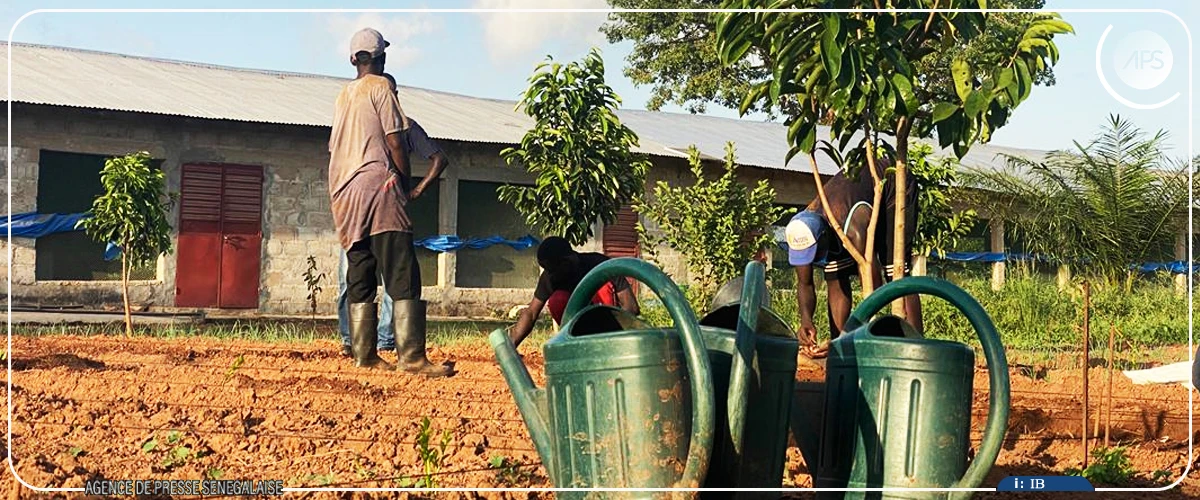 De la finance aux champs, parcours atypique d'un agripreneur de Niaguis