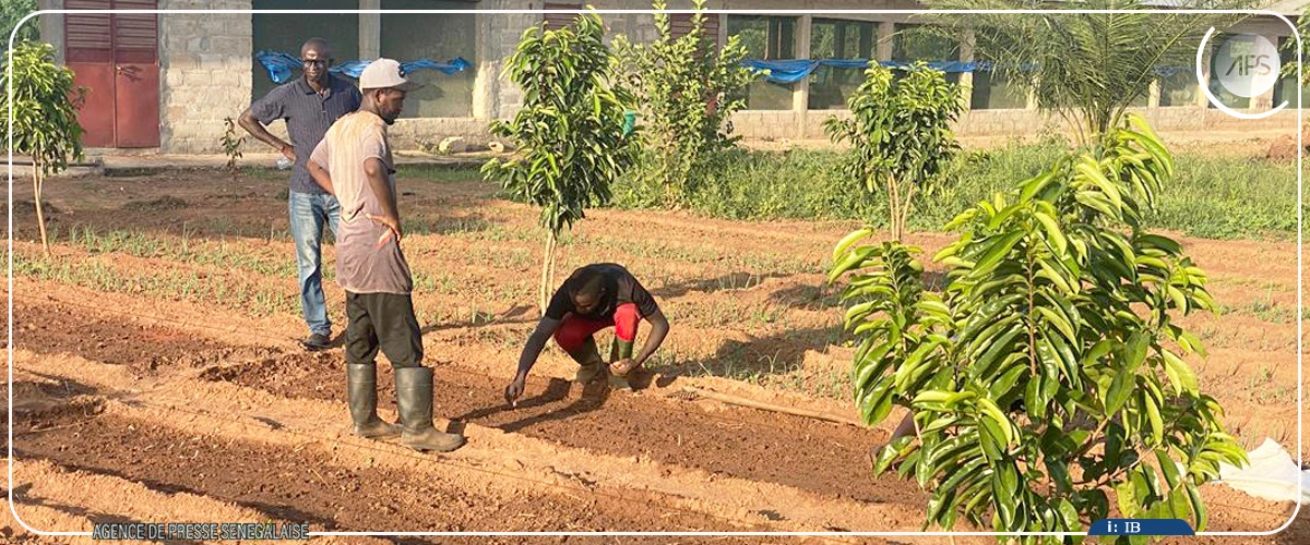 De la finance aux champs, parcours atypique d'un agripreneur de Niaguis