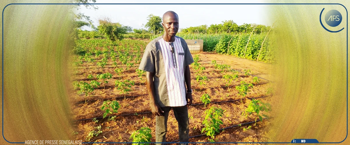 Ziguinchor : les producteurs dans l'attente de productions records, en attendant le défi de la commercialisation