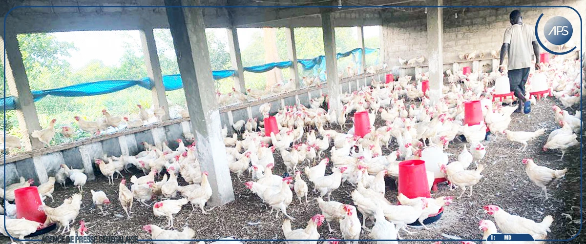 Ziguinchor : les producteurs dans l'attente de productions records, en attendant le défi de la commercialisation