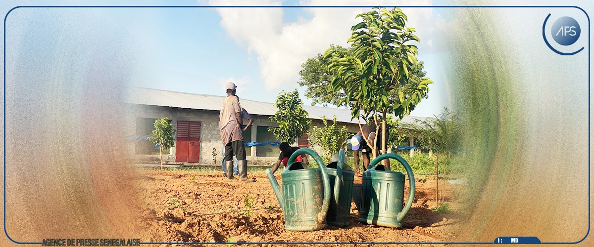 Ziguinchor : les producteurs dans l'attente de productions records, en attendant le défi de la commercialisation