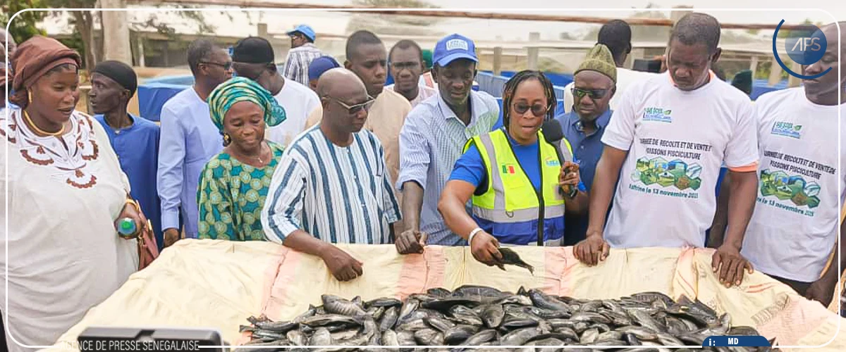 Plaidoyer pour la construction d’une station piscicole dans la région de Kaffrine