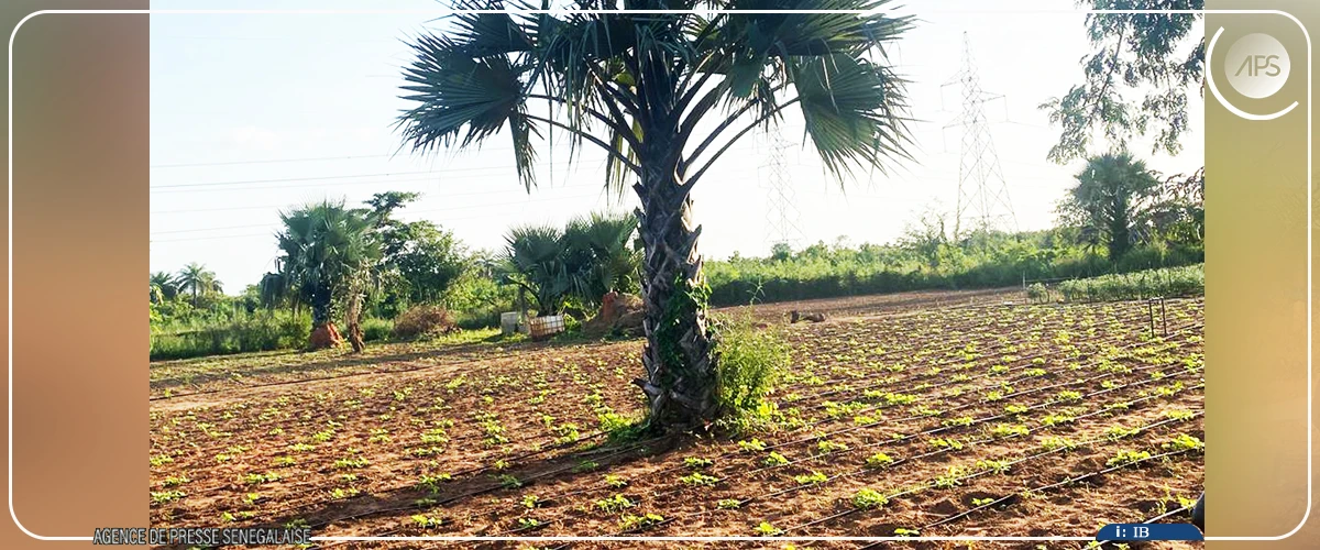 De la finance aux champs, parcours atypique d'un agripreneur de Niaguis