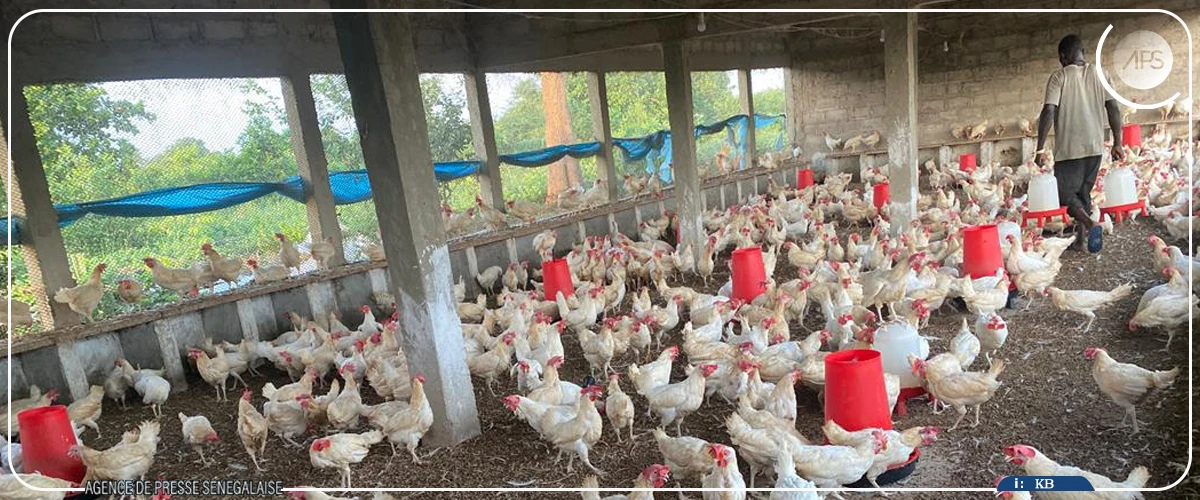 De la finance aux champs, parcours atypique d'un agripreneur de Niaguis