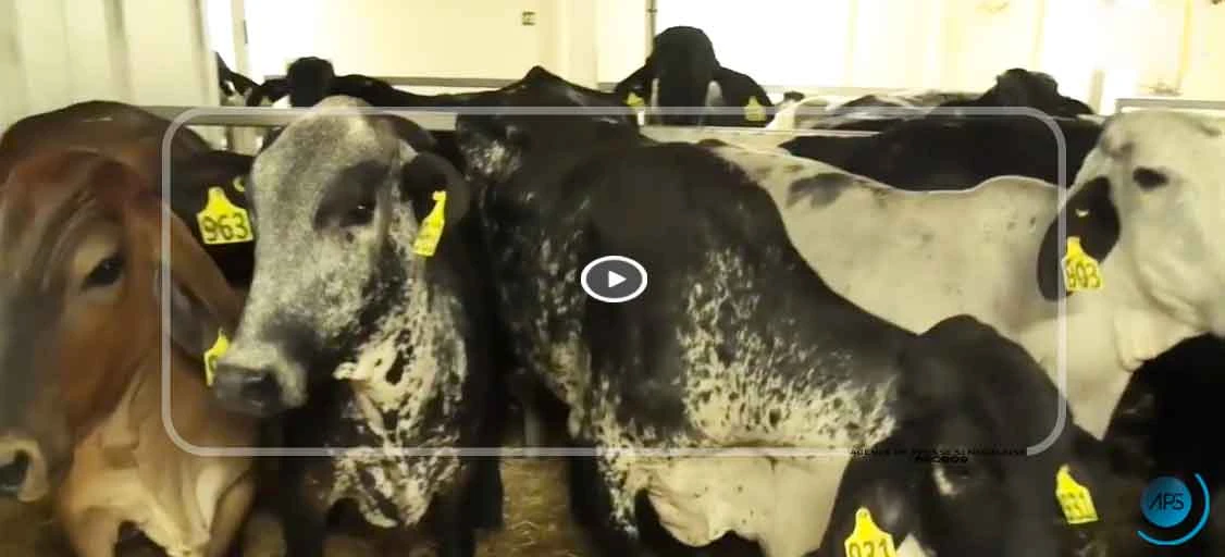 L’État renforce le cheptel national avec la réception de 1 000 bovins Guzera