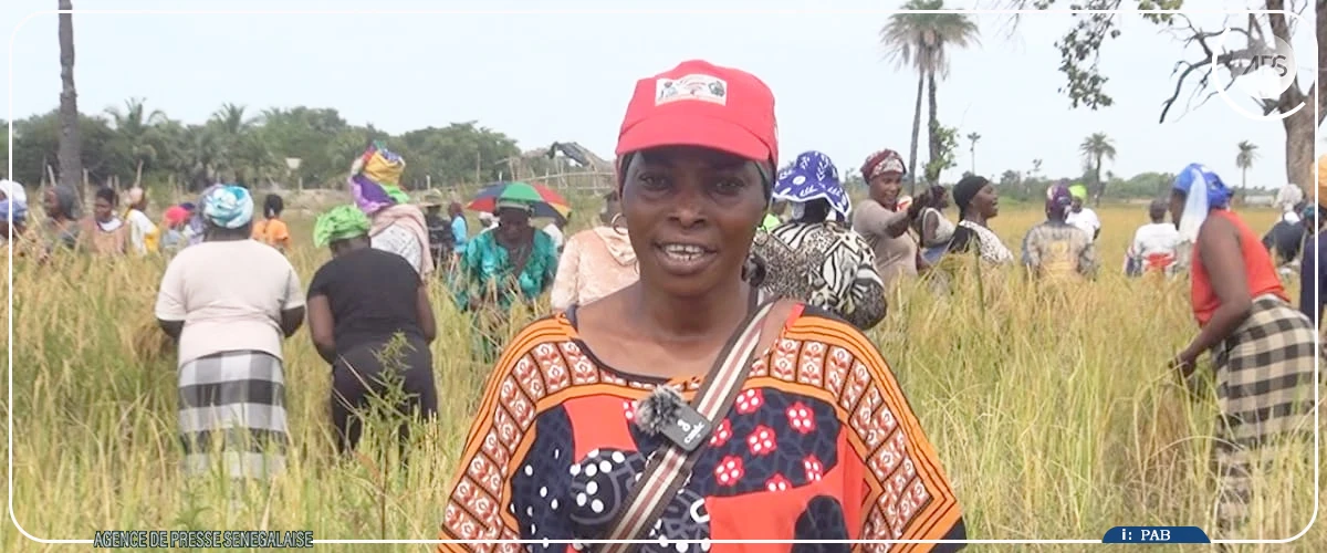 Kafountine : les femmes d'Abéné relancent la riziculture sur un site en friche depuis 20 ans