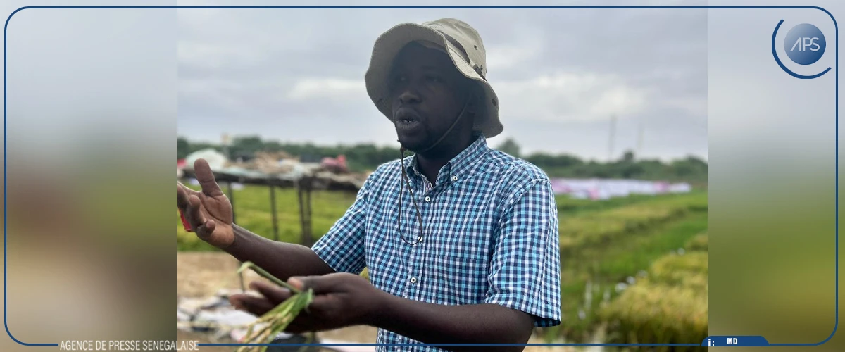 A Ndiaye, dans la ''fabrique'' de semences de riz d'Africa Rice