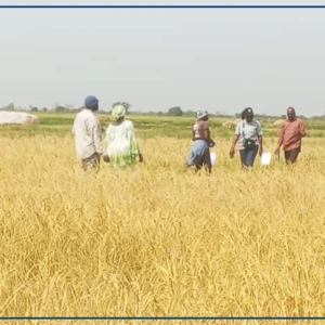 Ziguinchor : des résultats ''encourageants'' sur des variétés hybrides de riz à Essil, selon des chercheurs