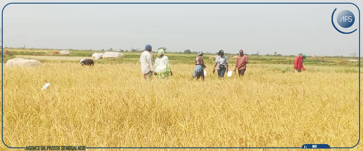 Ziguinchor : des résultats ”encourageants” sur des variétés hybrides de riz à Essil, selon des chercheurs