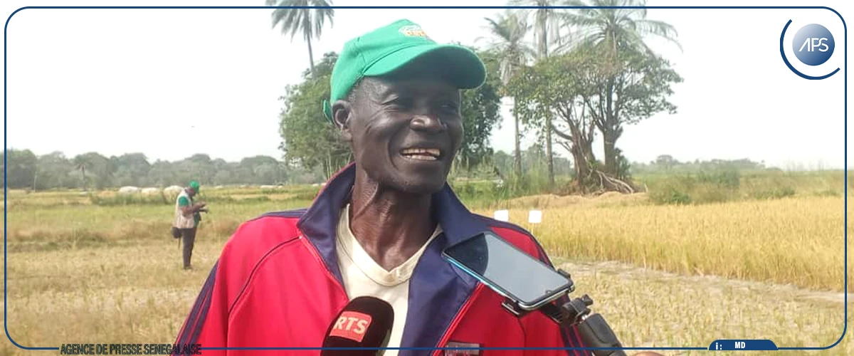 Ziguinchor : des résultats ''encourageants'' sur des variétés hybrides de riz à Essil, selon des chercheurs