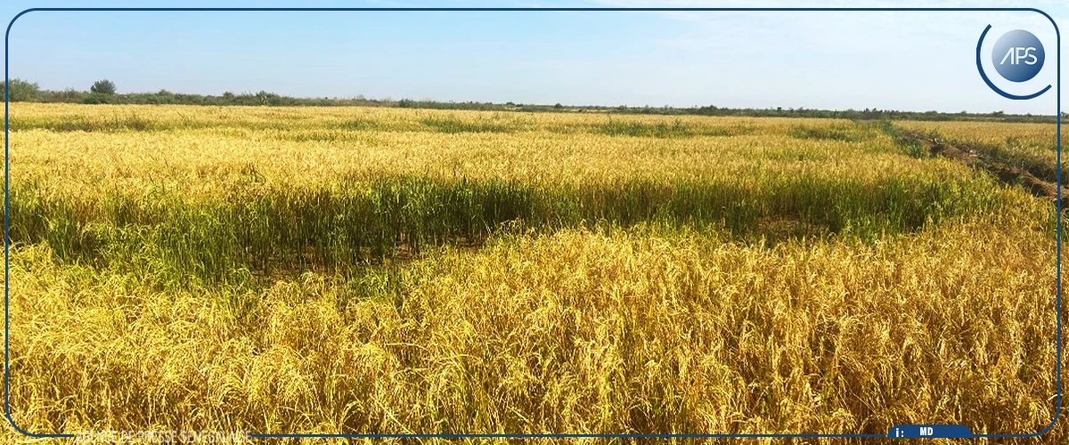 Production de riz : les femmes au cœur du RIZAO