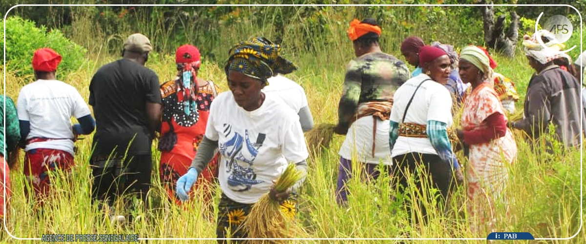 Kafountine : les femmes d'Abéné relancent la riziculture sur un site en friche depuis 20 ans