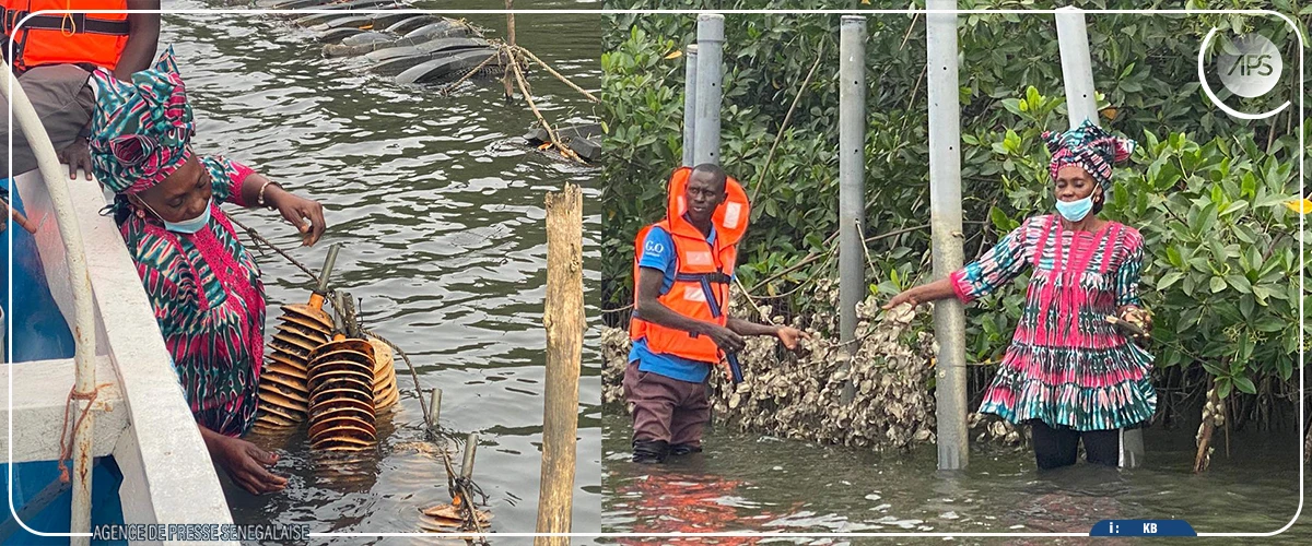 Ziguinchor: la production aquacole de la région projetée à 500 tonnes en 2025 (DG ANA)