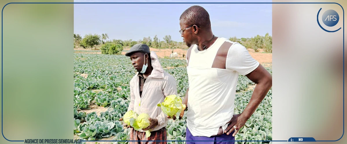 Zone des Niayes : les maraîchers déplorent l’afflux massif de légumes importés et appellent l’État à protéger la production locale